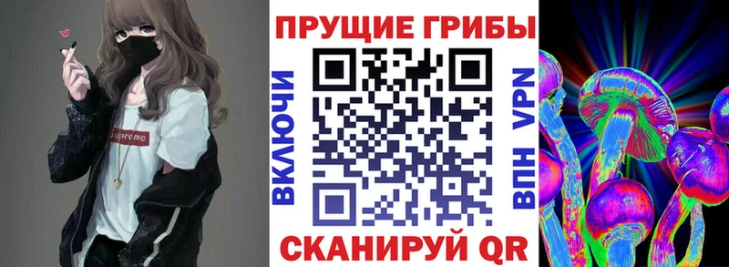 закладка  Хотьково  Галлюциногенные грибы Cubensis 